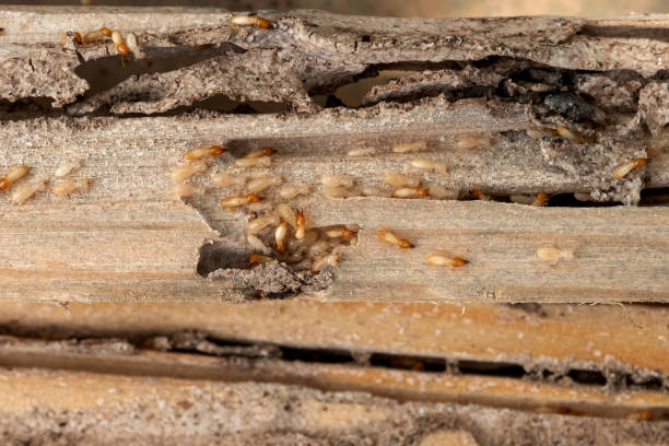 Best Affordable Pest Control Services  in Central, SC